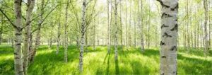 Comment faire pour réussir efficacement sa cure de sève de bouleau ?